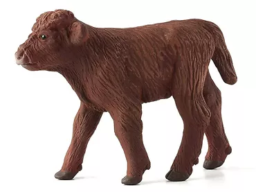 CIELĘ SZKOCKIE - Highland Calf - MOJO - 387202