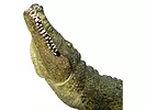 Figurka Crocodile with Articulated Jaw Animal Planet