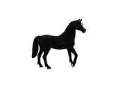 Figurka Arabian Stallion Black Animal Planet