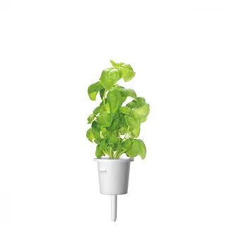 Kapsułki roślinne Click and Grow Plant Pods Bazylia 3-Pack SGR3X3