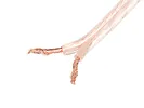 Lanberg Kabel głośnikowy 2x1.0 100 SC-2X10-10CC-1000-TR