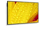 NEC Monitor wielkoformatowy MultiSync M651-2 65 cali UHD 500cd/m2 24/7