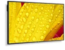 NEC Monitor wielkoformatowy MultiSync M551-2 55 cali UHD 500cd/m2 24/7